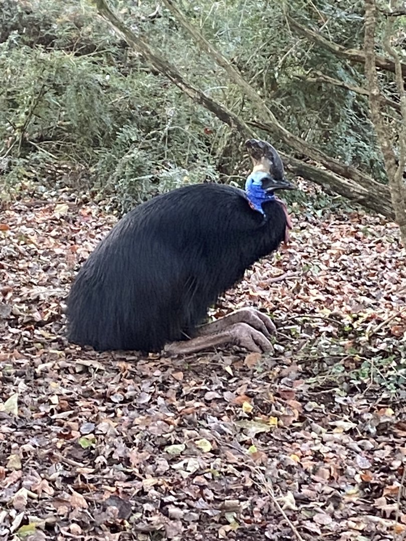 Southern cassowary 161222
