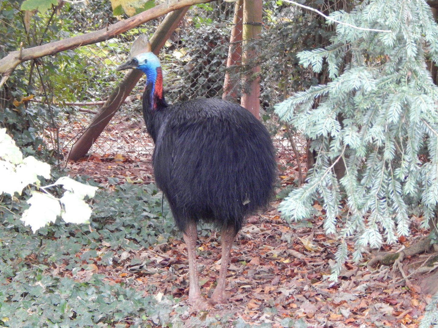 Southern cassowary 181020