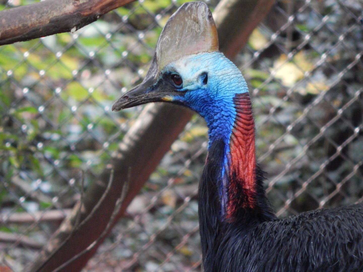 Southern cassowary 181020