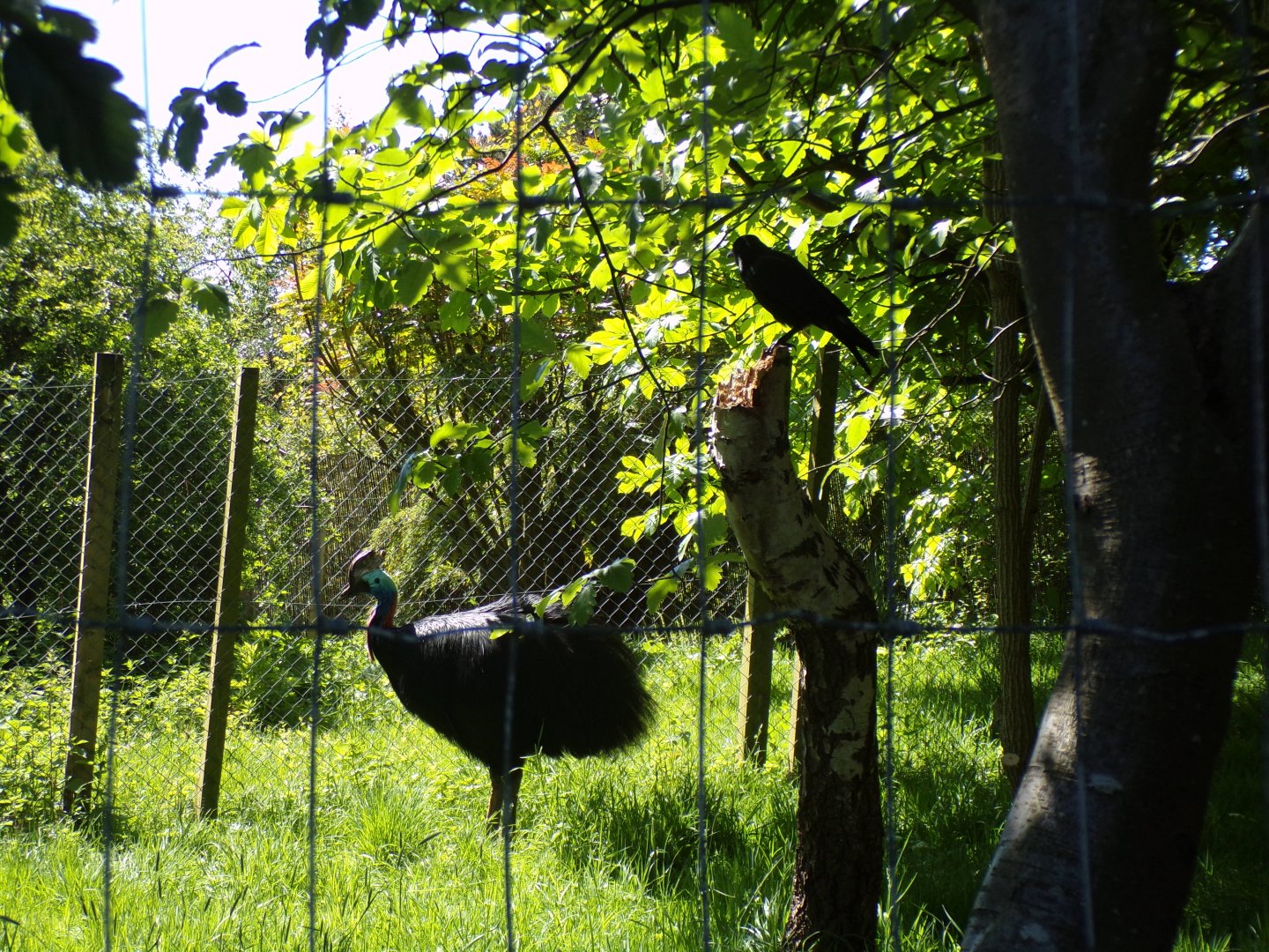 Southern cassowary 20.5.24