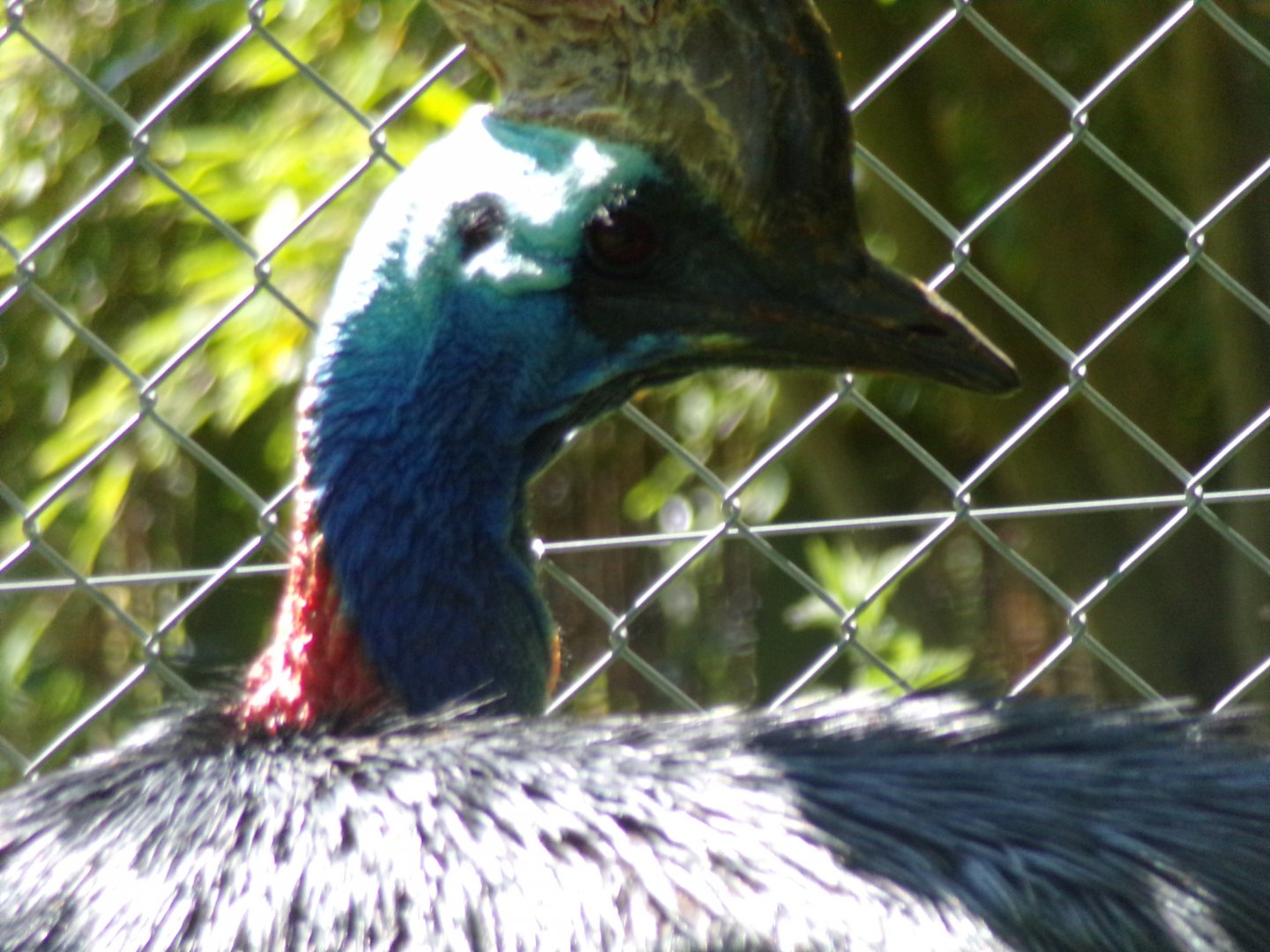 Southern cassowary 20.5.24