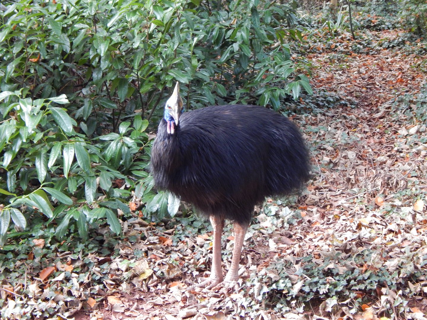 Southern cassowary 201121