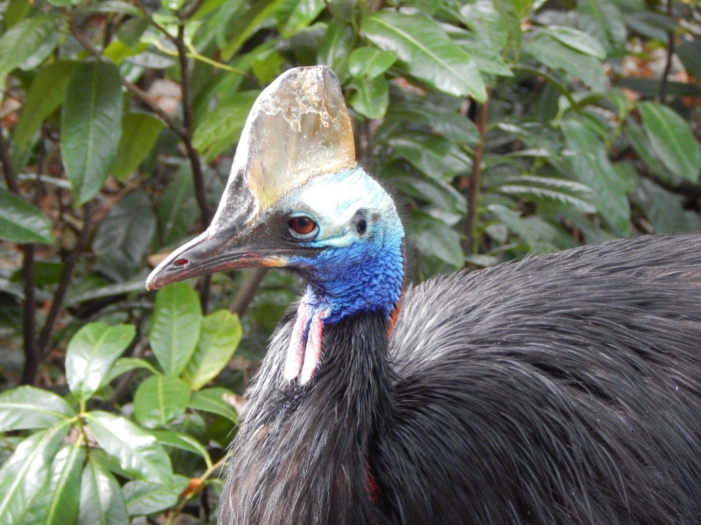 Southern cassowary 201121