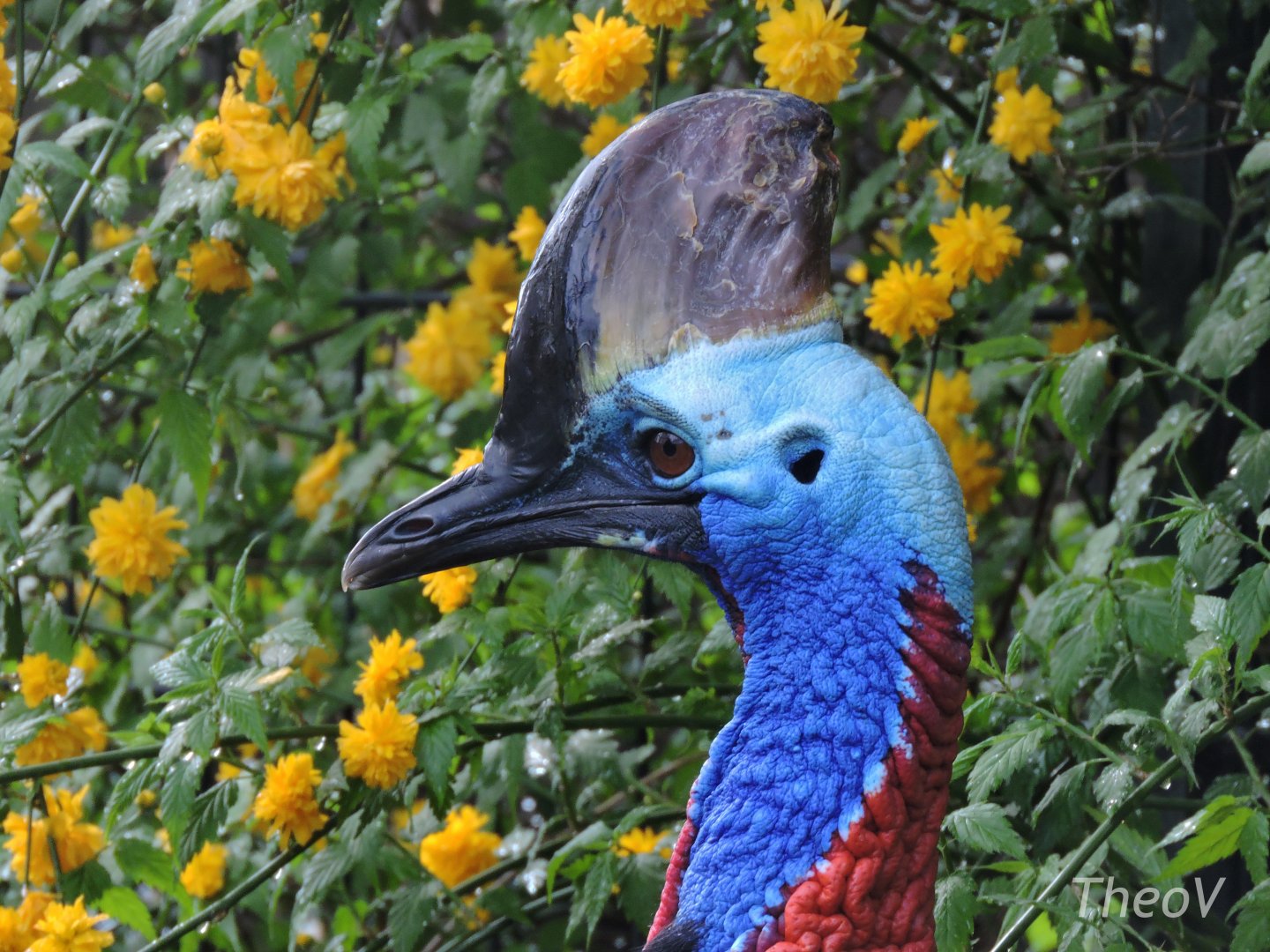 Southern cassowary [2017]