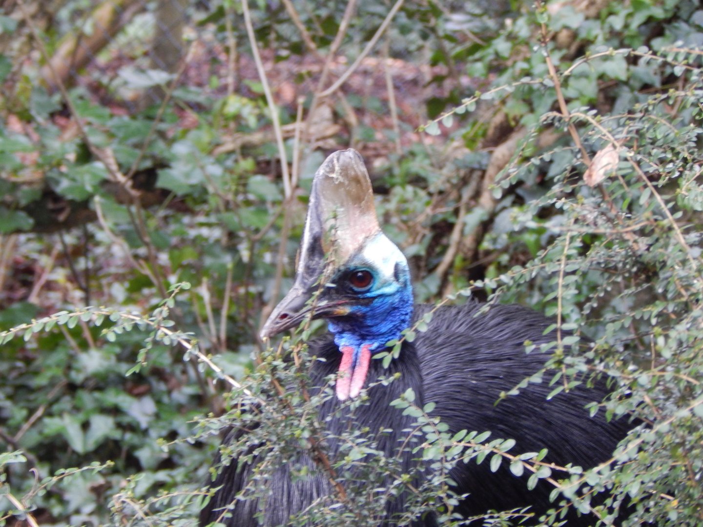 Southern cassowary 240222