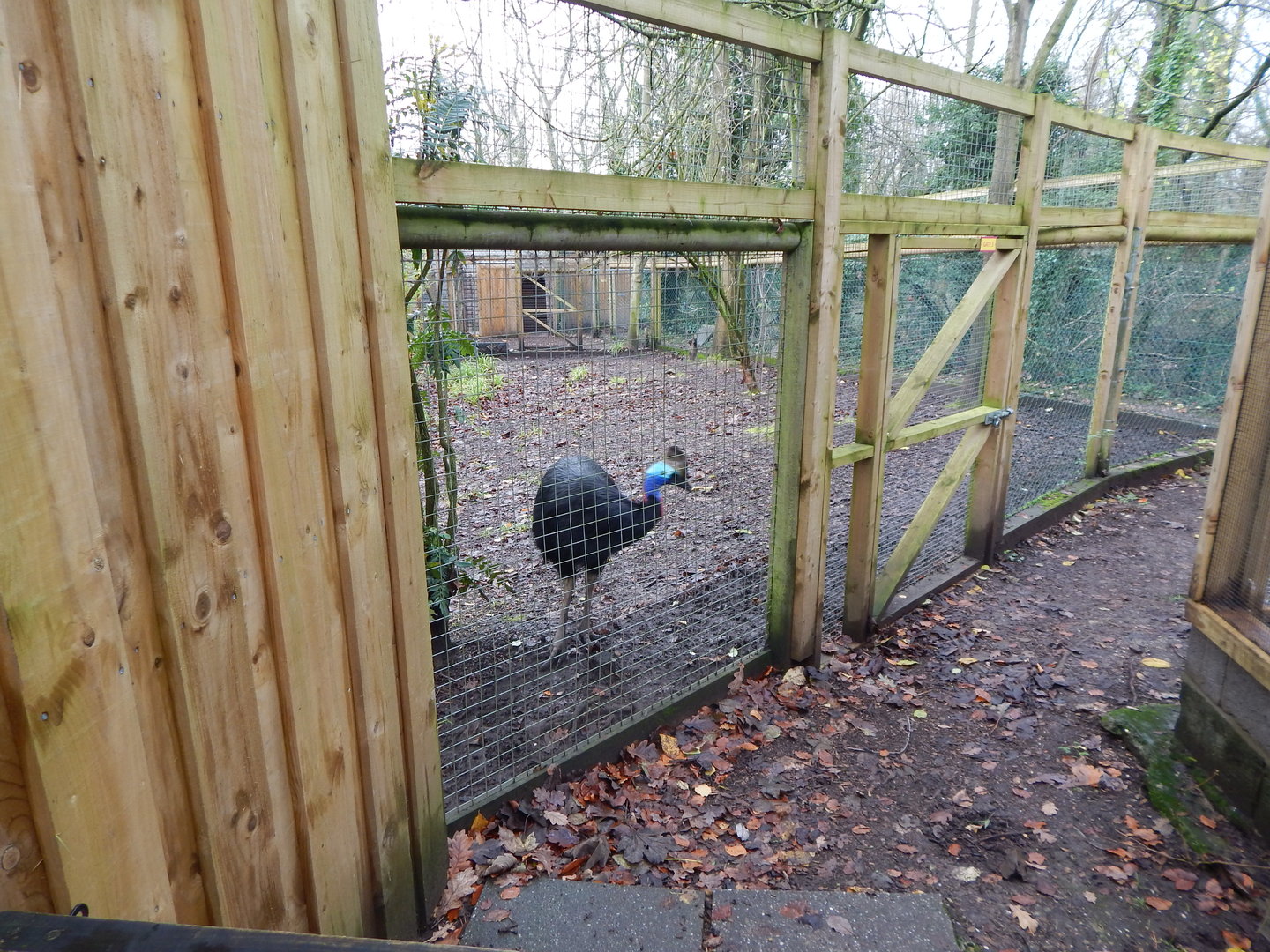 Southern cassowary 241122