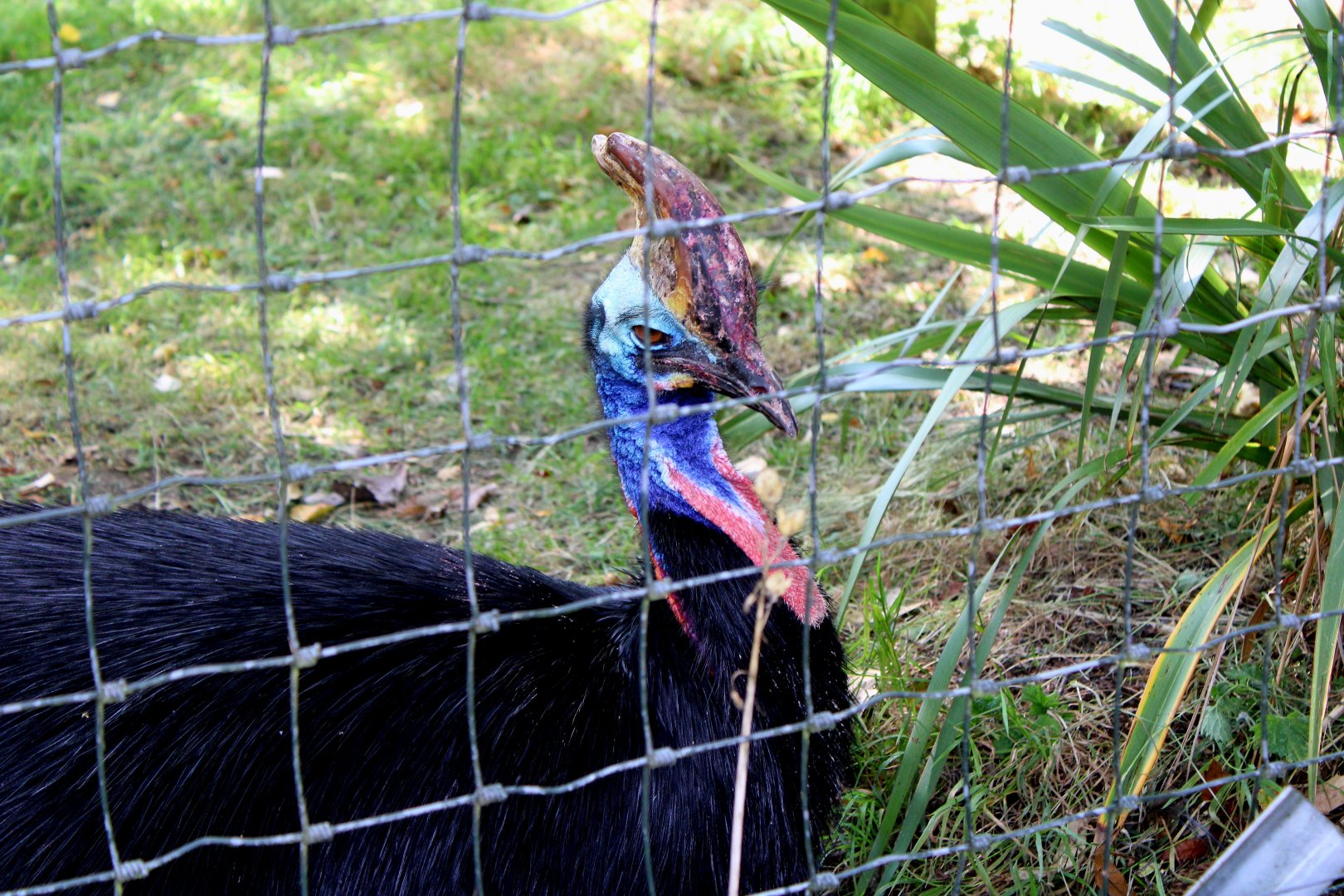 Southern Cassowary - 26/07/25
