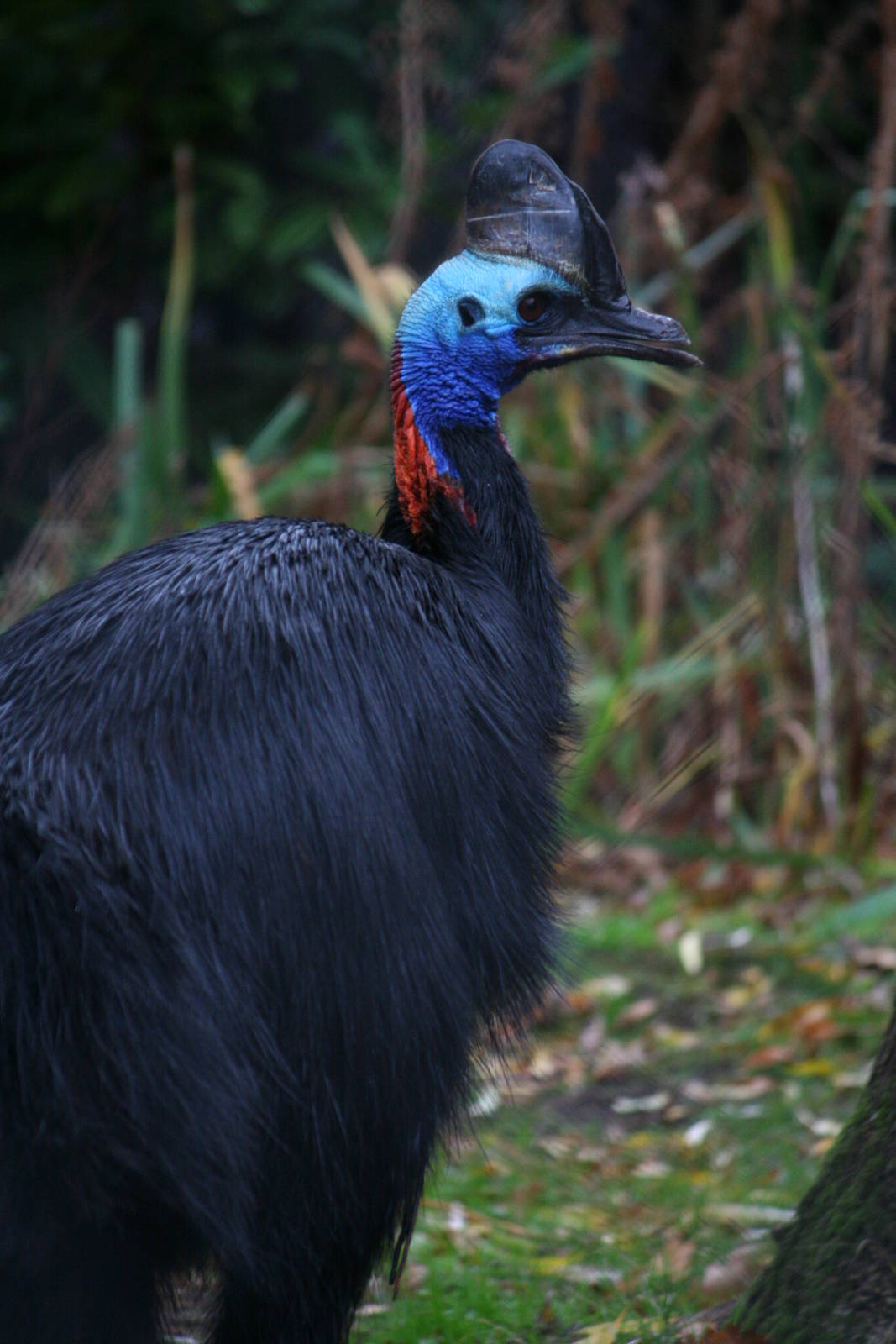 Southern cassowary, 28/11/11