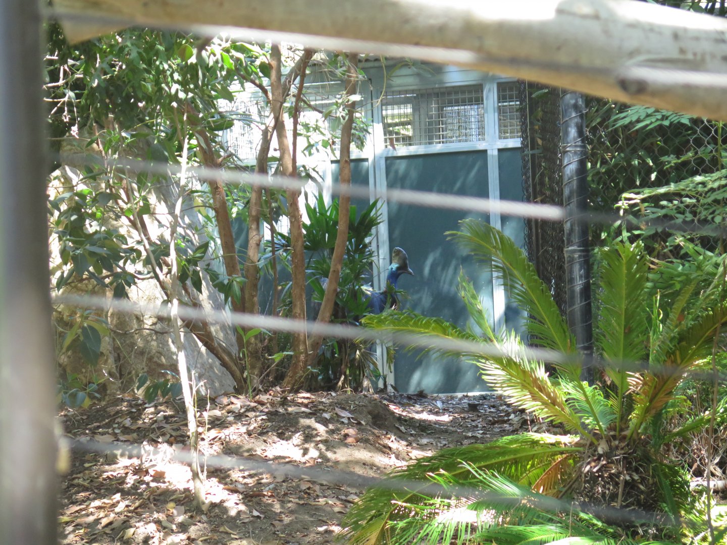 Southern Cassowary(8/23/2024)