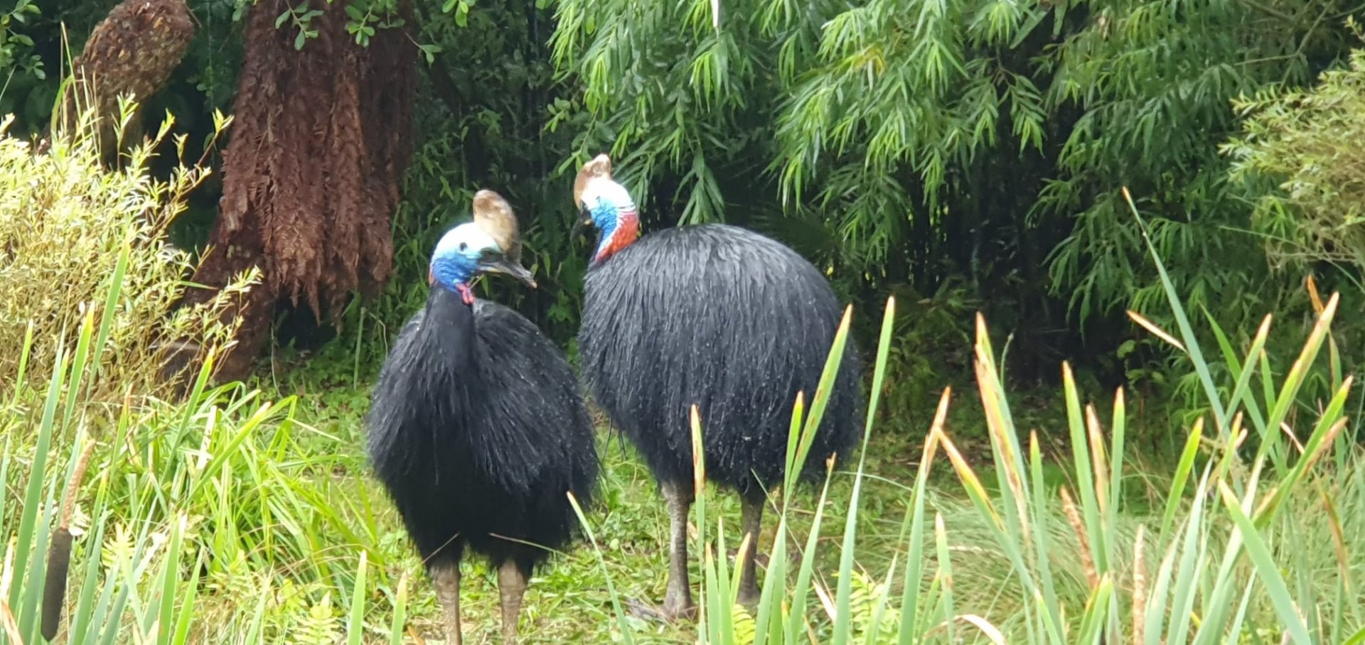 Southern Cassowary 8/7/23