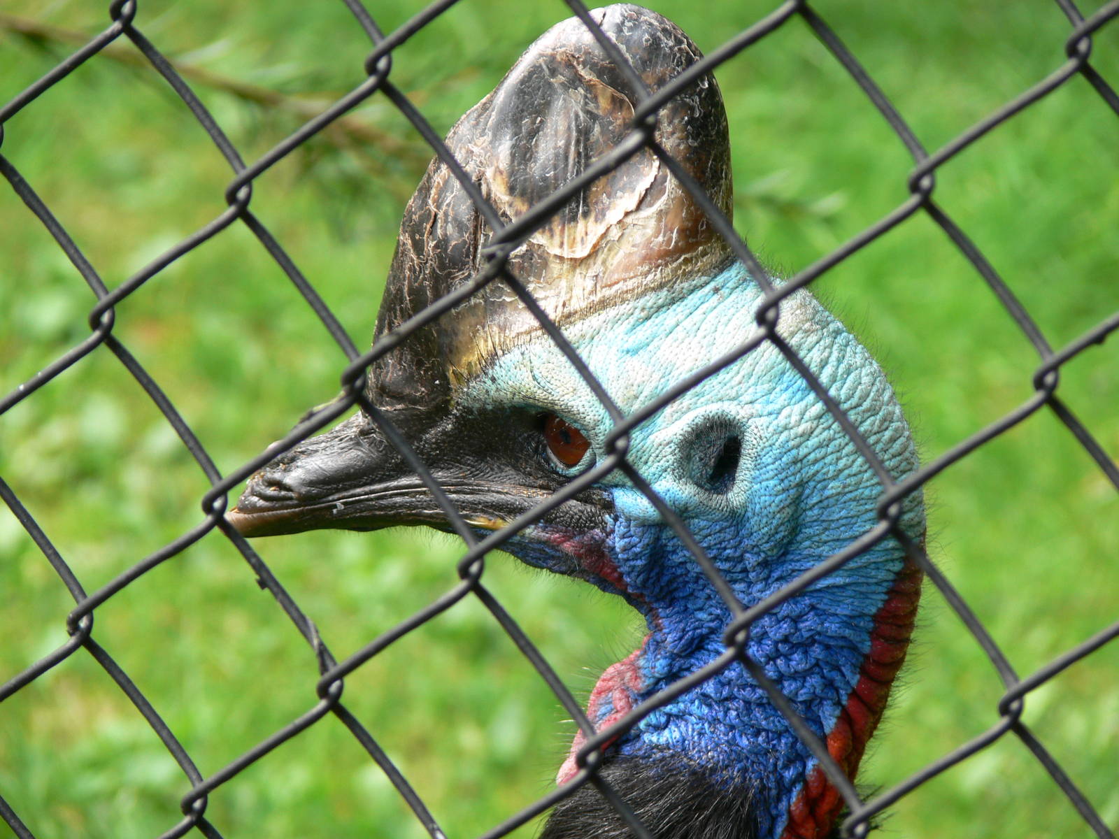 Southern Cassowary at Chester Zoo, 28/08/13