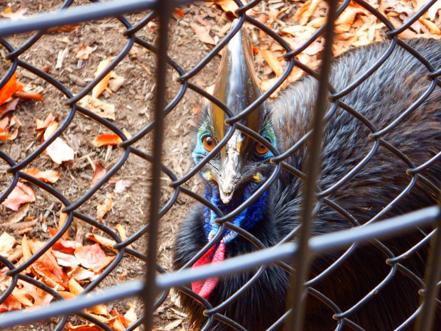 Southern Cassowary at the Greensboro Science Center