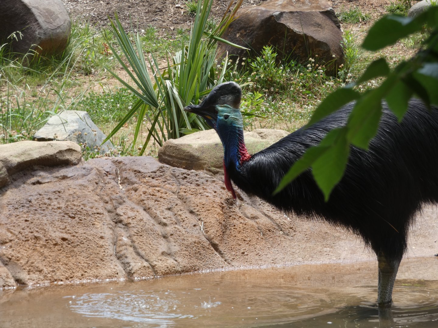 Southern Cassowary at the Greensboro Science Center