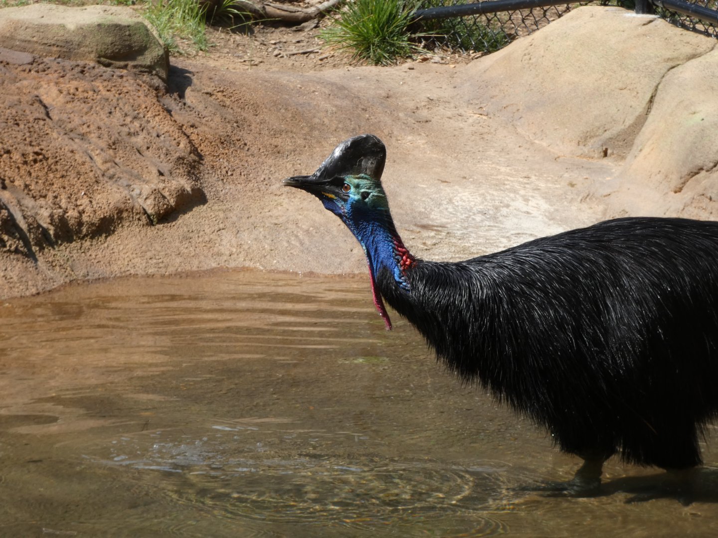 Southern Cassowary at the Greensboro Science Center