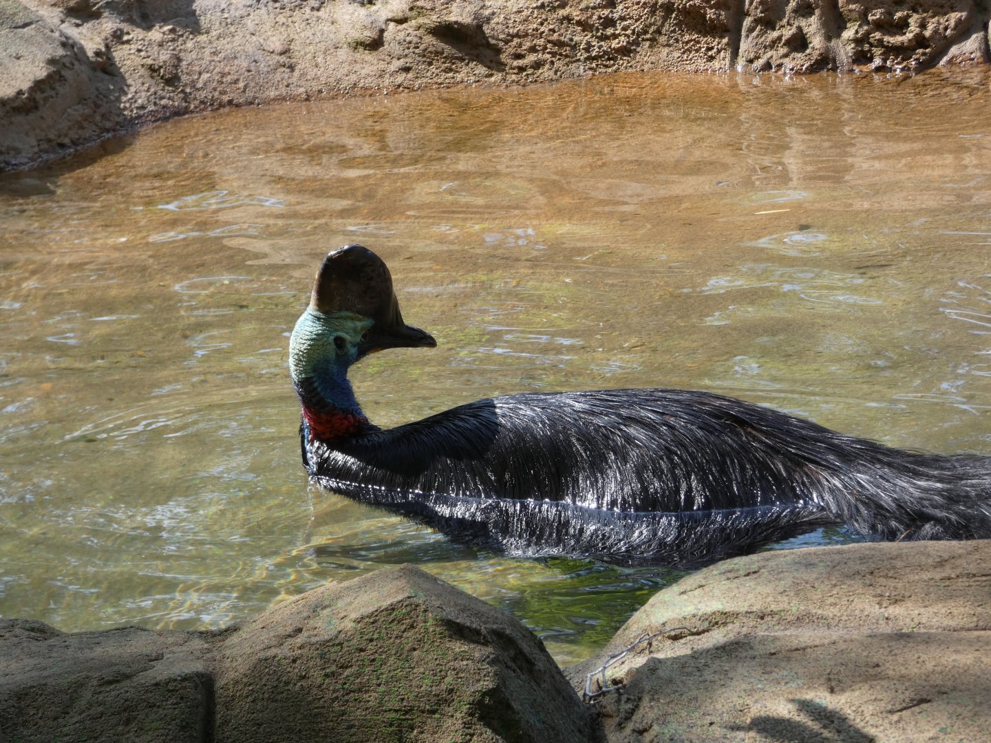 Southern Cassowary at the Greensboro Science Center