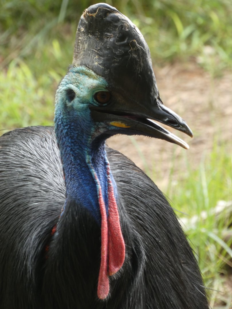 Southern Cassowary at the Greensboro Science Center