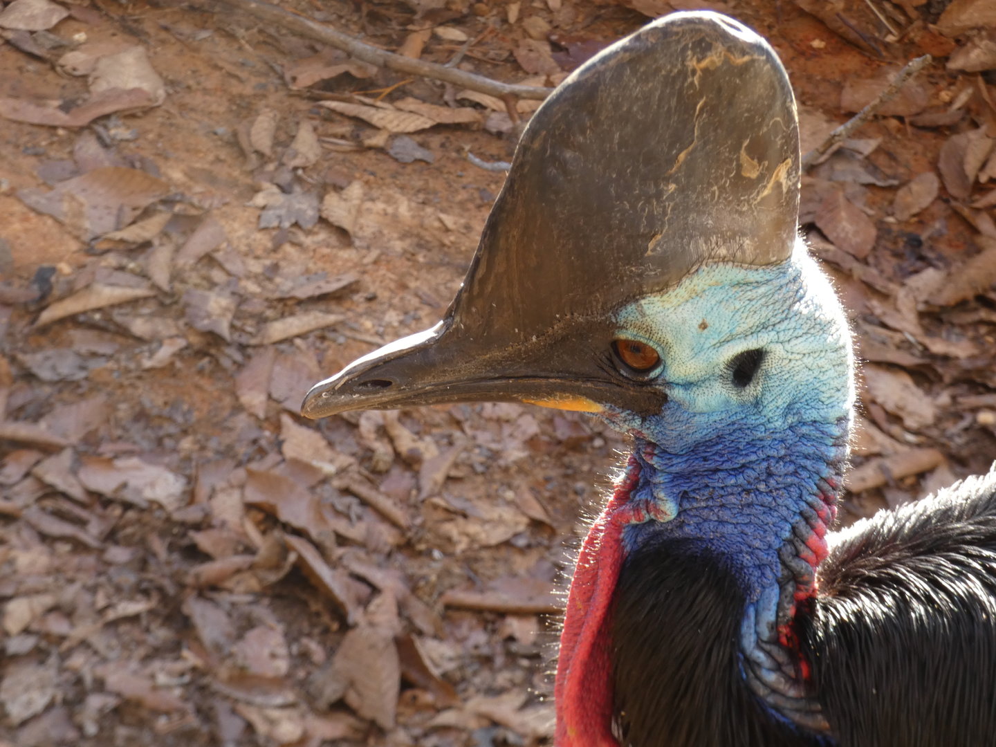 Southern Cassowary at the Greensboro Science Center