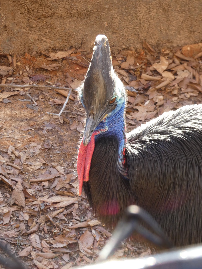 Southern Cassowary at the Greensboro Science Center