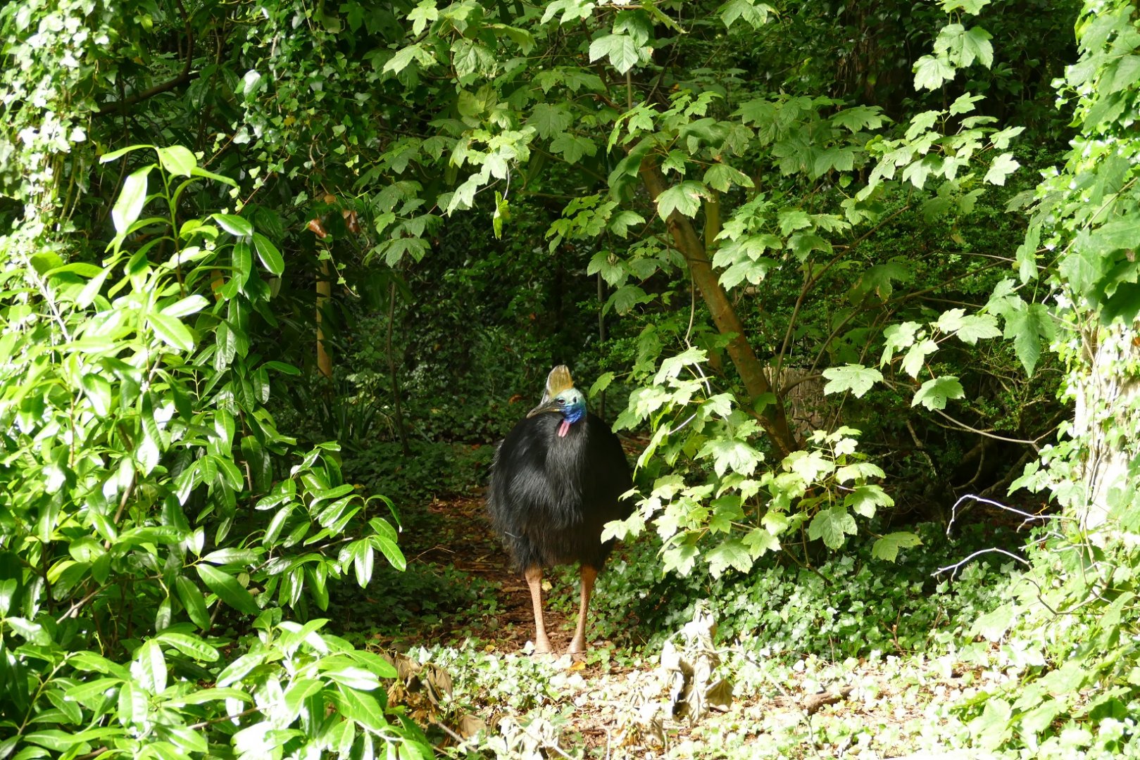 Southern Cassowary, August 2021