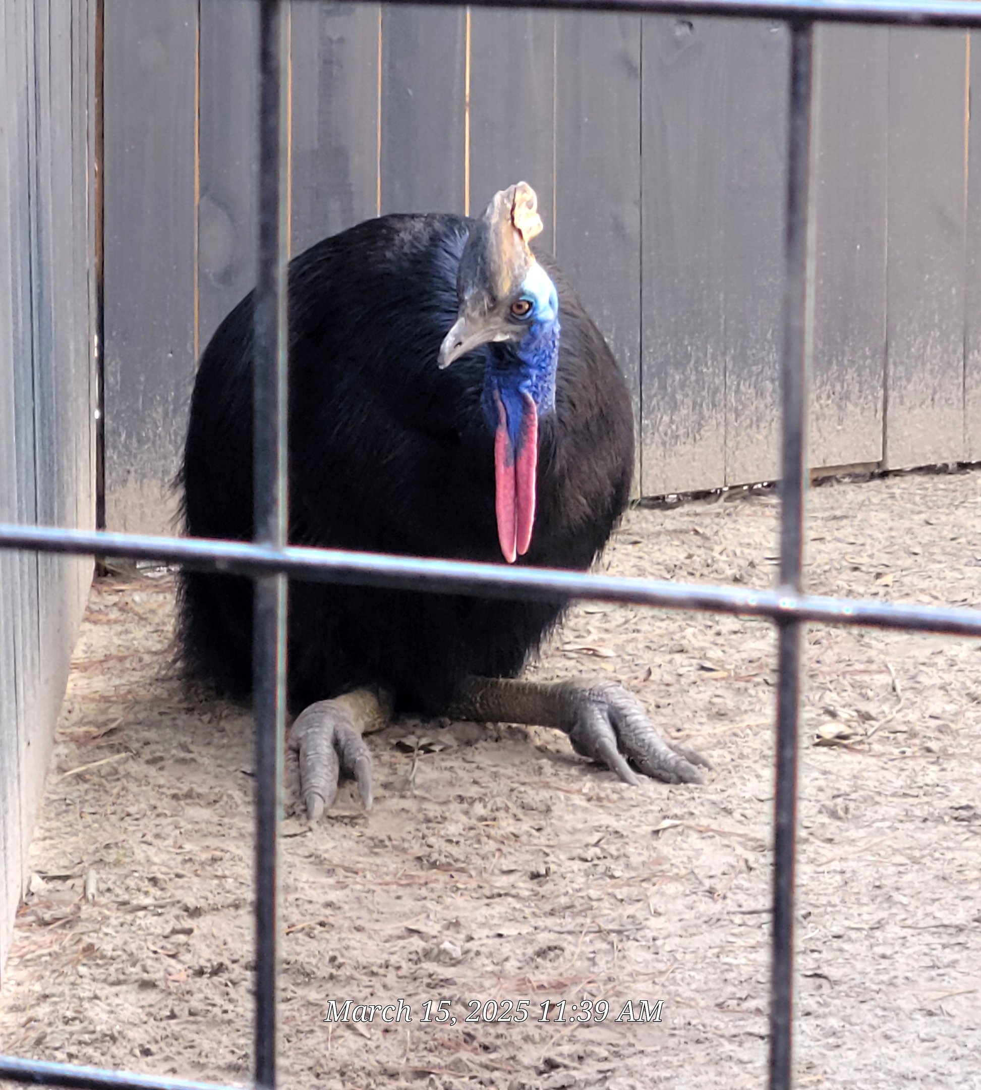 Southern Cassowary - Bee City Zoo - March 2025
