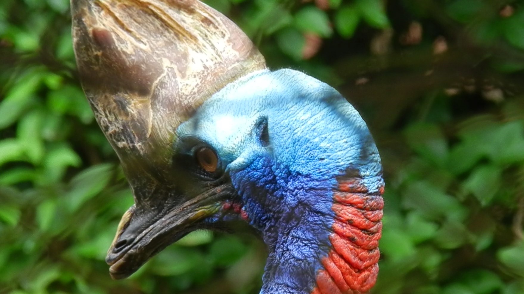 Southern cassowary - Belo Horizonte zoo