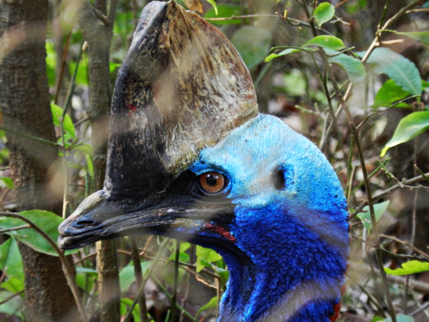 Southern cassowary - Belo Horizonte zoo