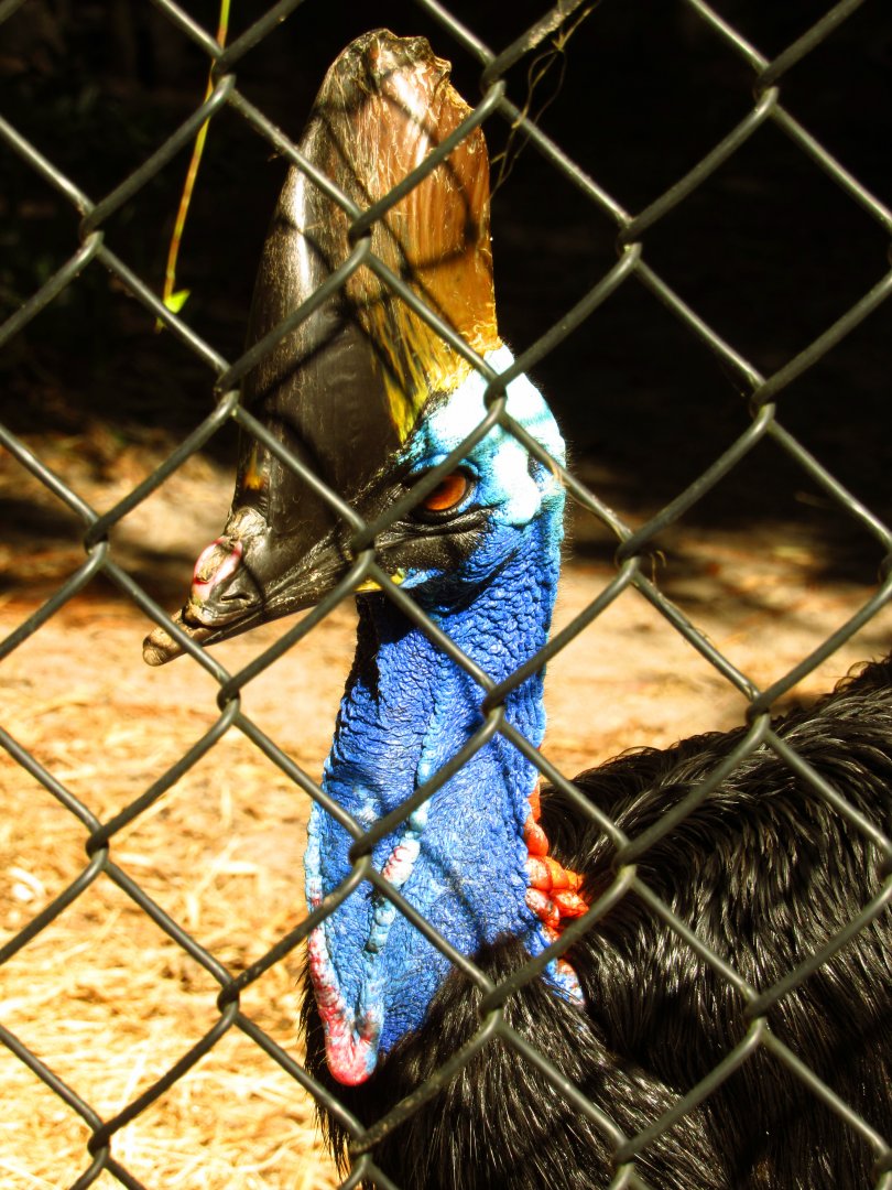 Southern Cassowary Brisby Closeup
