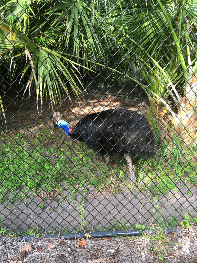 Southern Cassowary Brisby