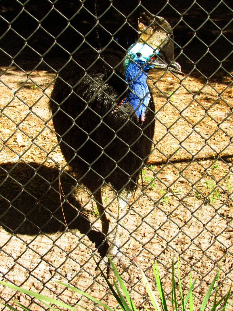 Southern Cassowary Brisby