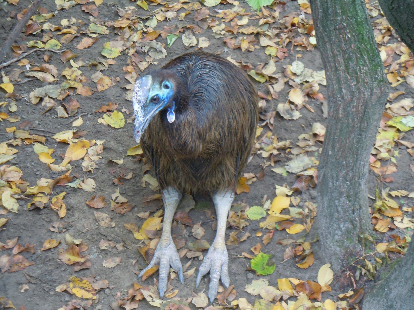 Southern Cassowary - Budapest Zoo November 2017