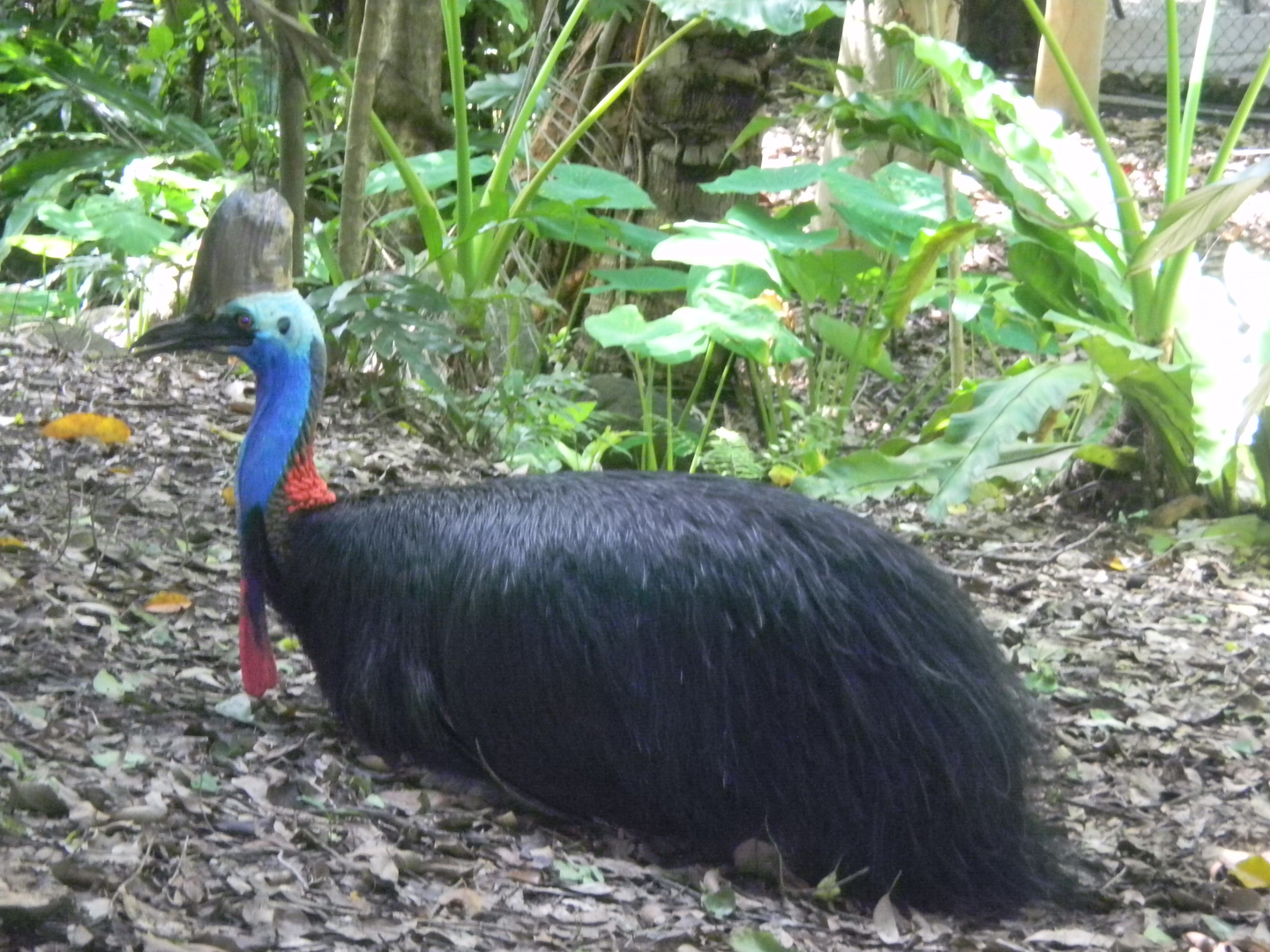 Southern Cassowary - Cairns Tropical Zoo 2011