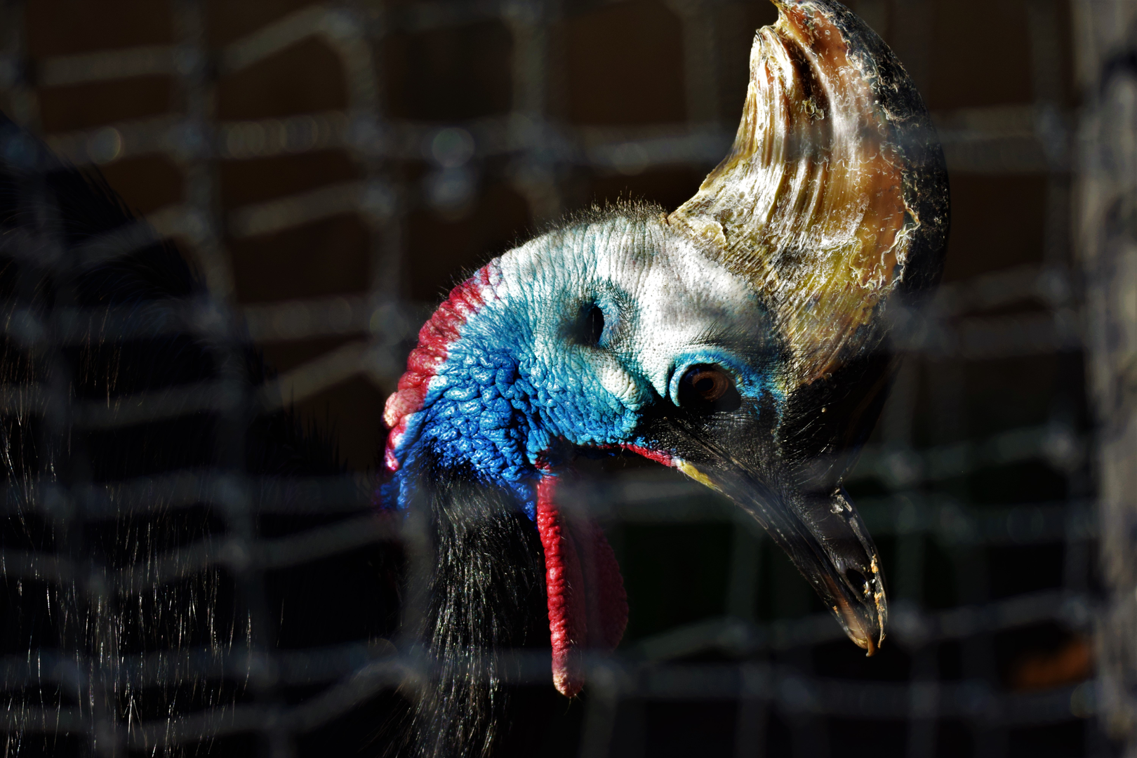Southern Cassowary (Casuaris casuaris)