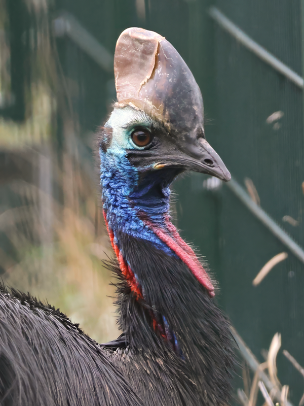 Southern cassowary (Casuarius casuarius) - Brook Valley Zoo