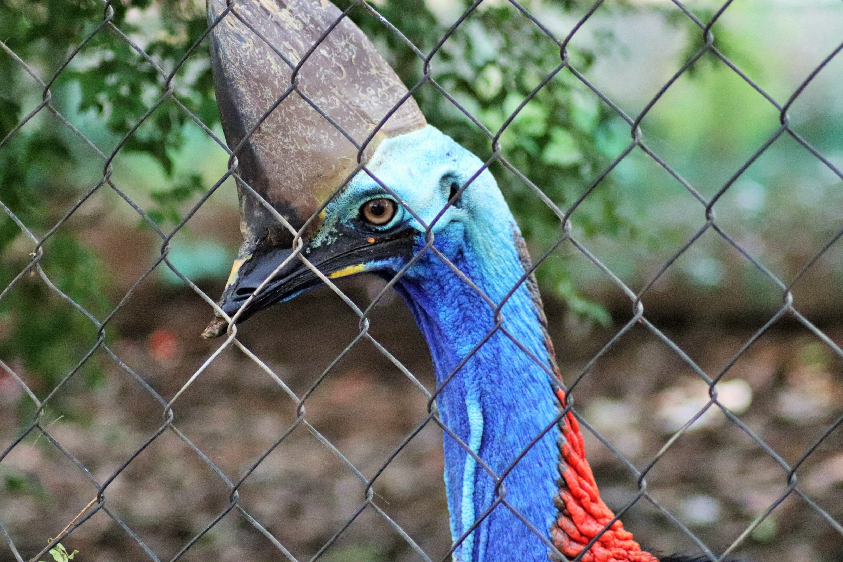 Southern Cassowary (Casuarius casuarius johnsonii)