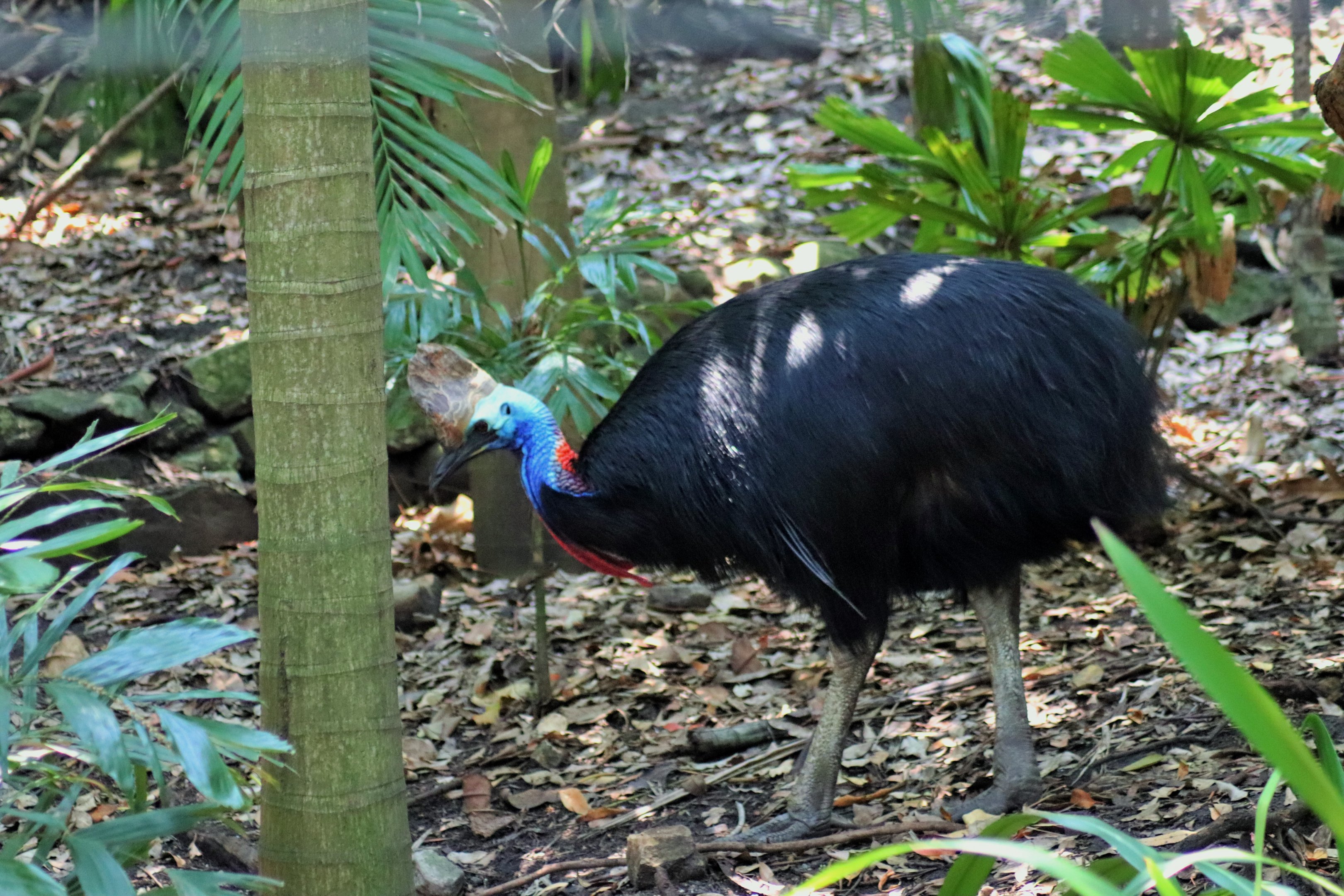 Southern Cassowary (Casuarius casuarius johnsonii)