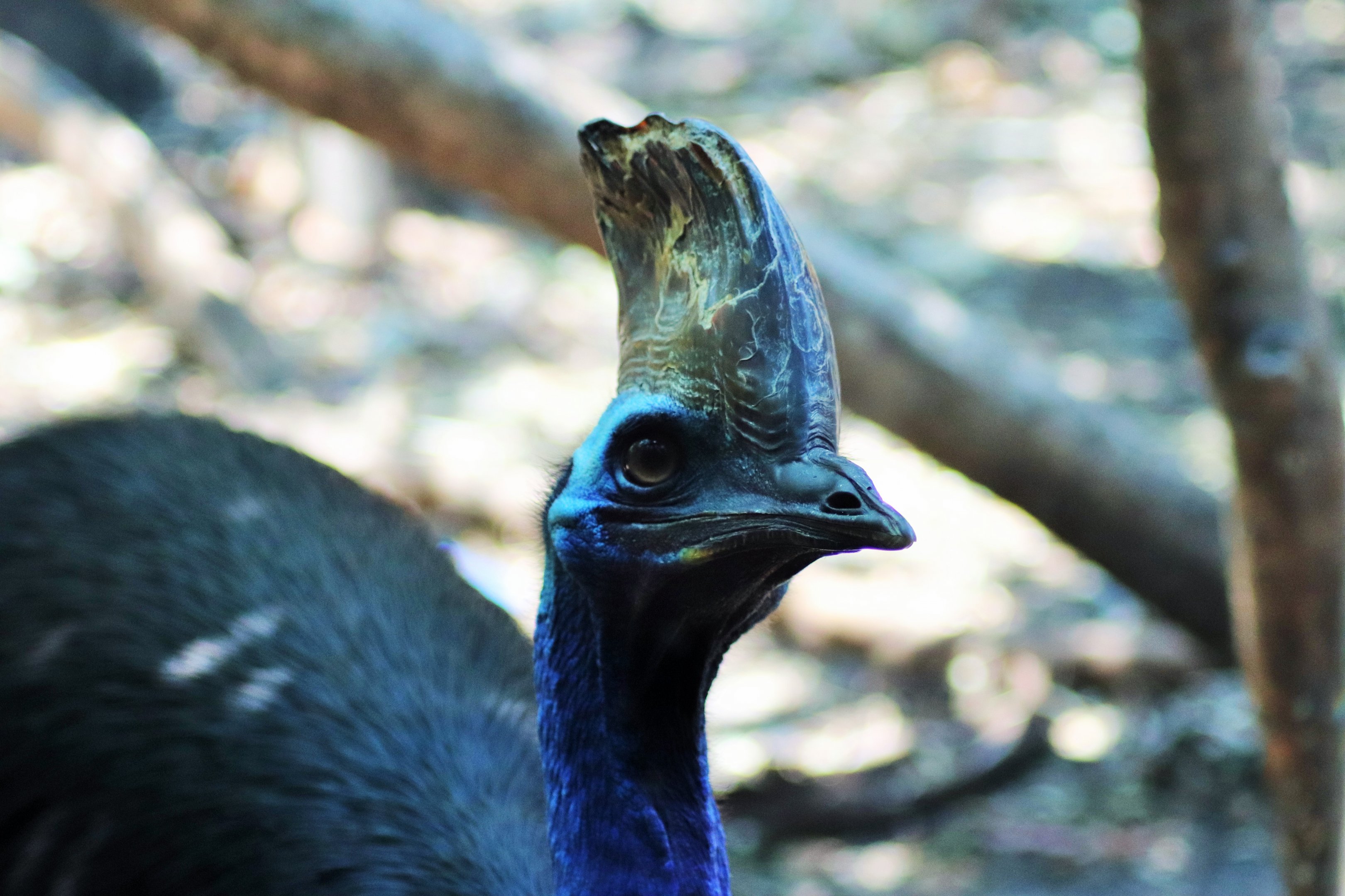 Southern Cassowary (Casuarius casuarius johnsonii)