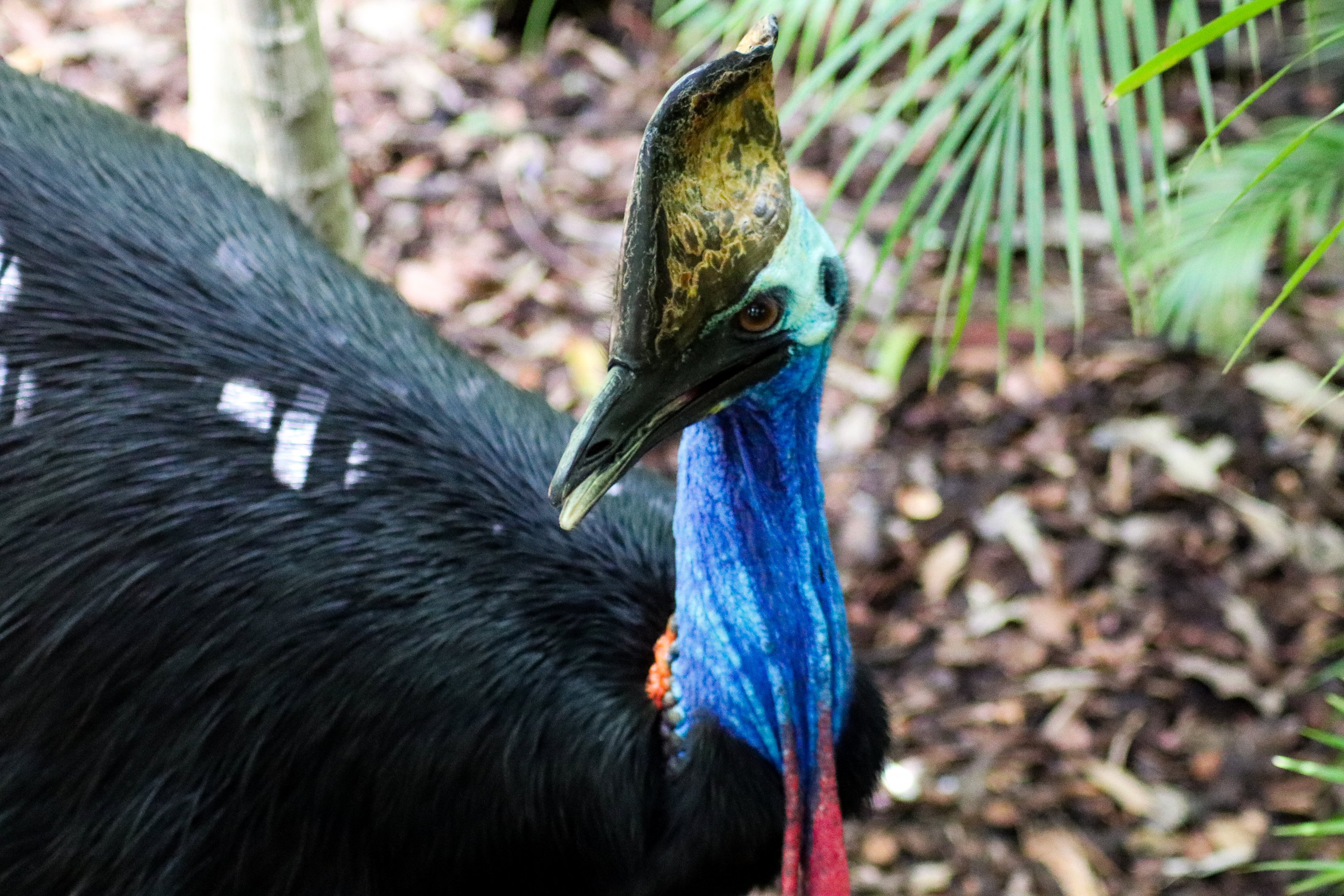 Southern Cassowary (Casuarius casuarius johnsonii)