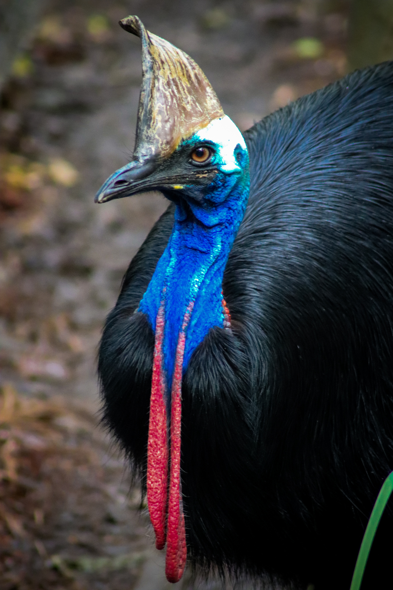 Southern Cassowary (Casuarius casuarius johnsonii)