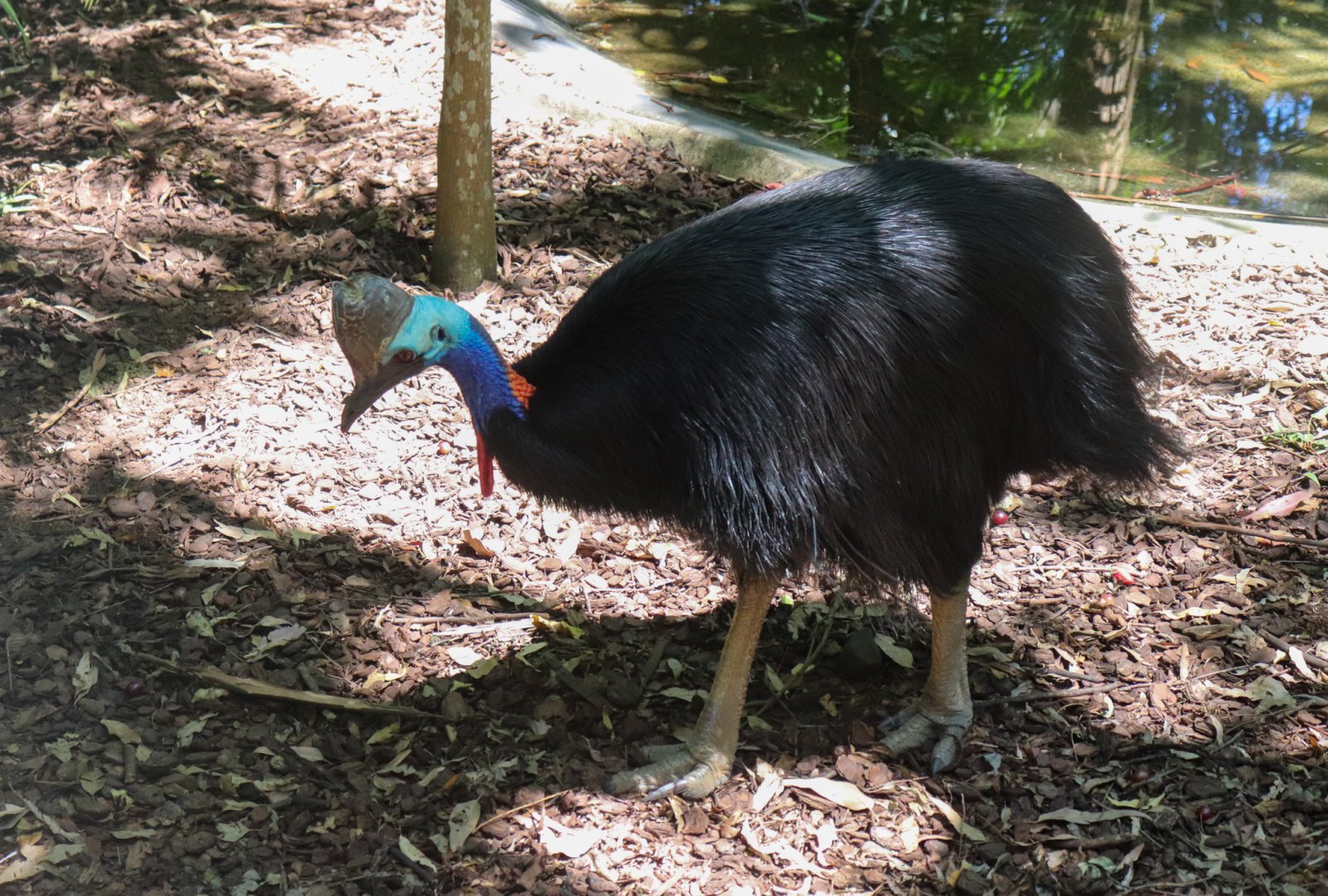 Southern Cassowary (Casuarius casuarius johnsonii)