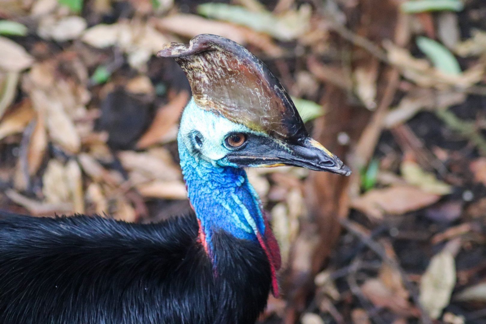 Southern Cassowary (Casuarius casuarius johnsonii)