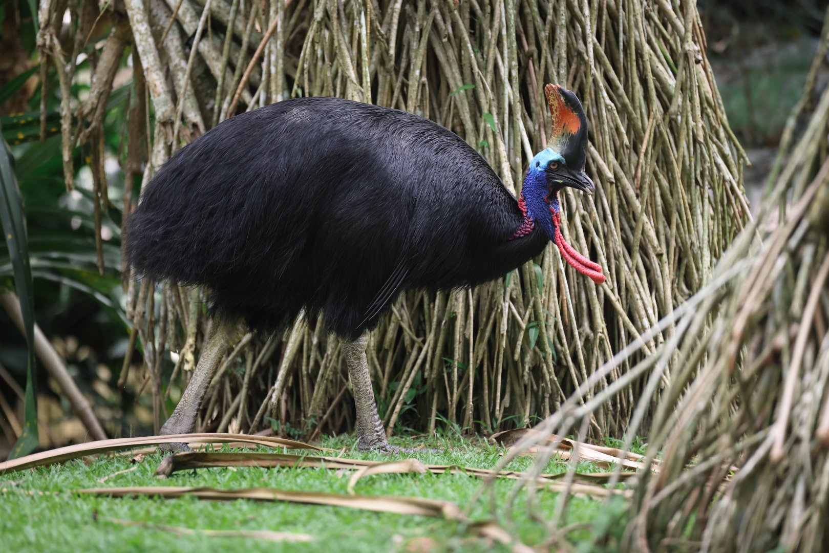 Southern Cassowary (Casuarius casuarius) - Mysterious Papua