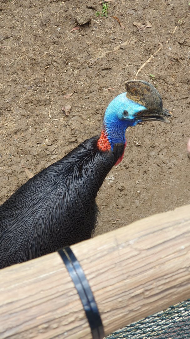 Southern Cassowary (Casuarius casuarius) - Solo Safari