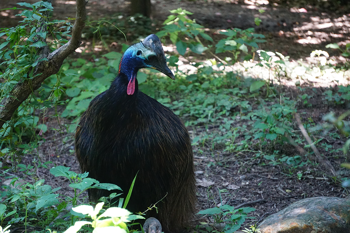 Southern cassowary (Casuarius casuarius) Sub-adult