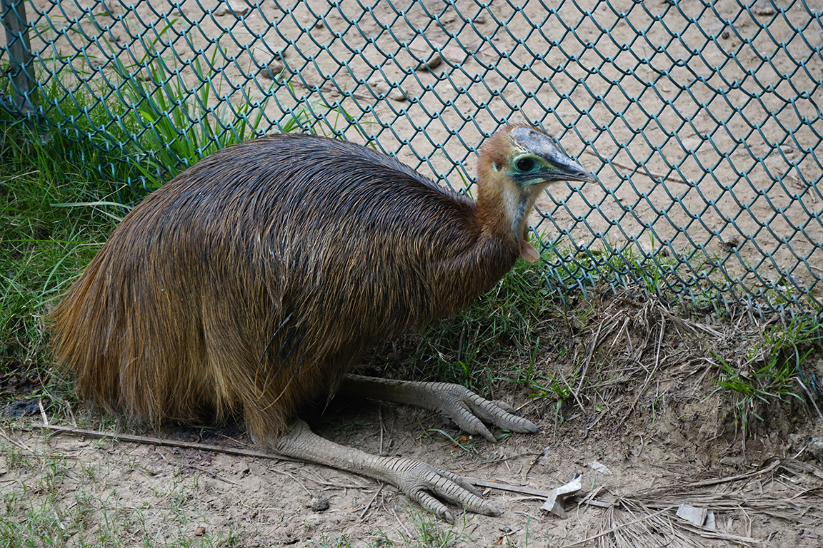 Southern cassowary (Casuarius casuarius) Sub-adult