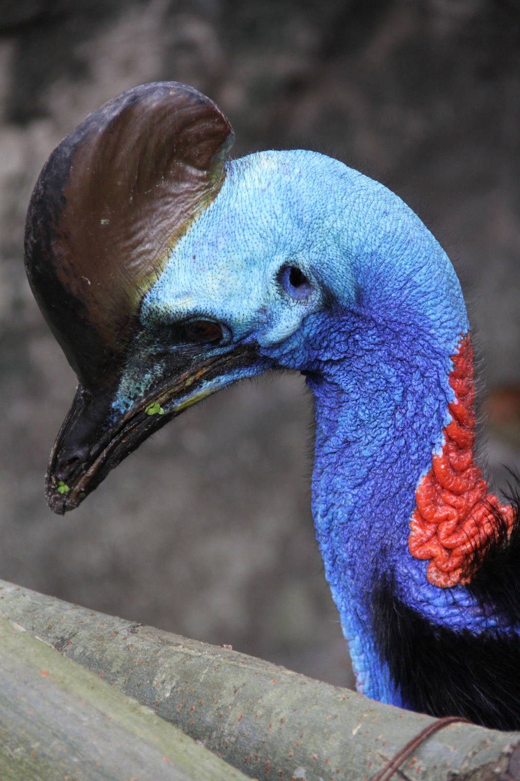 Southern Cassowary (Casuarius casuarius)