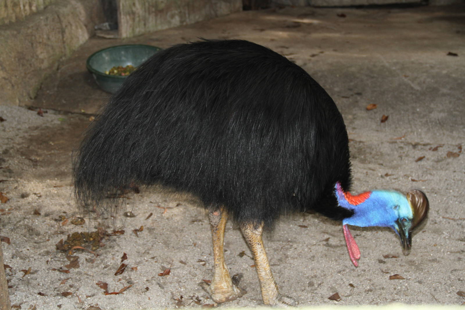 Southern Cassowary (Casuarius casuarius)