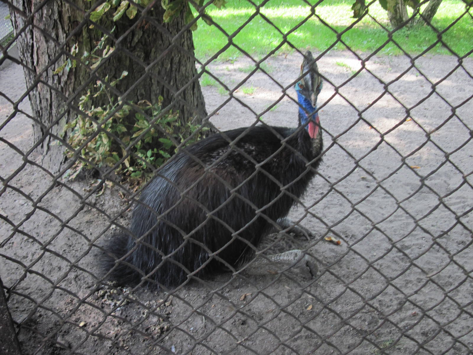 Southern cassowary (Casuarius casuarius)