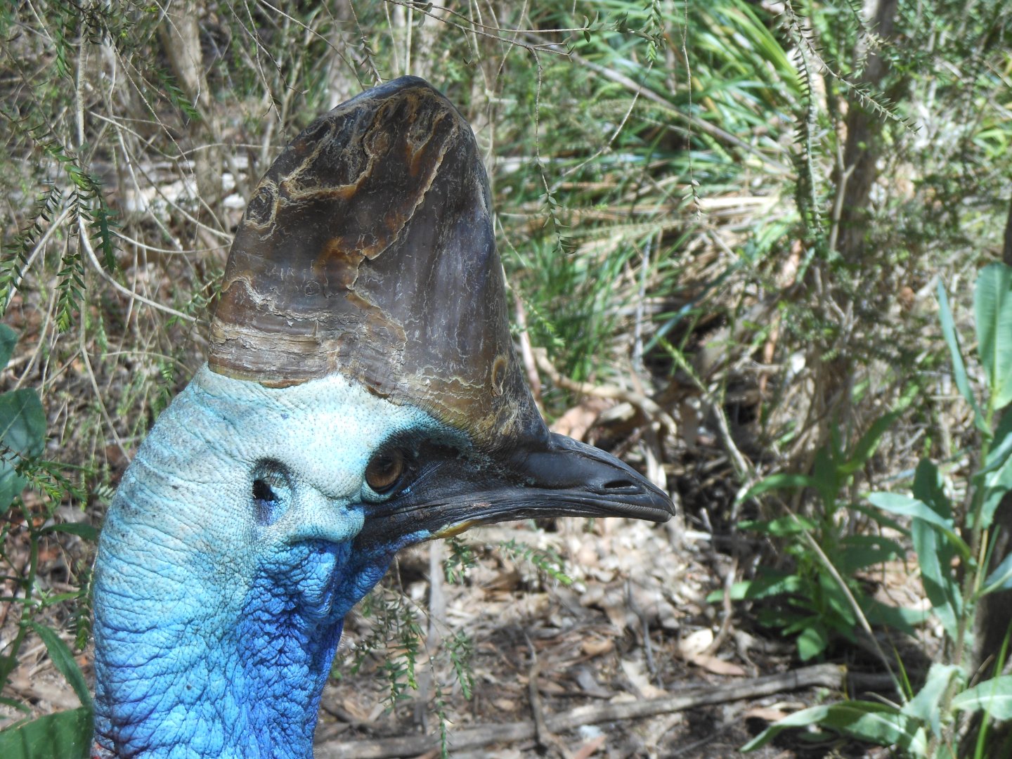Southern Cassowary (Casuarius casuarius)