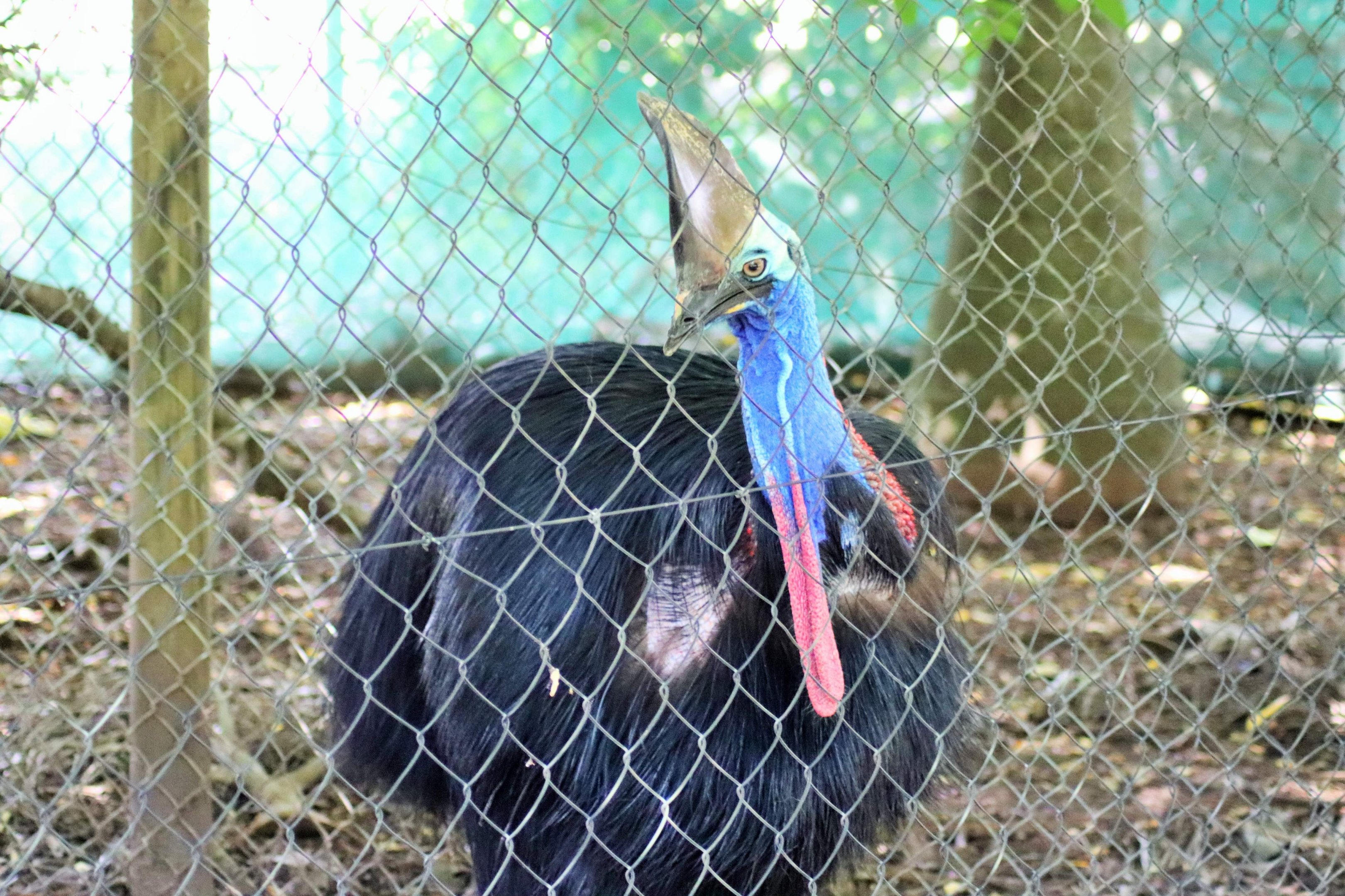 Southern Cassowary (Casuarius casuarius)