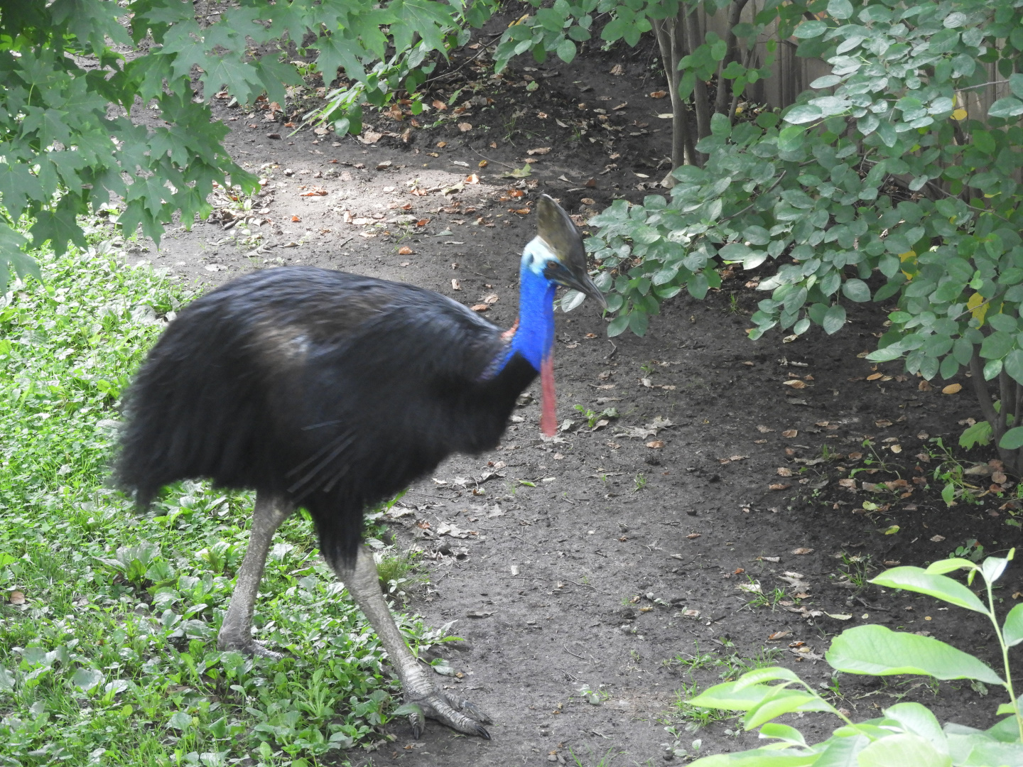Southern Cassowary (Casuarius casuarius)